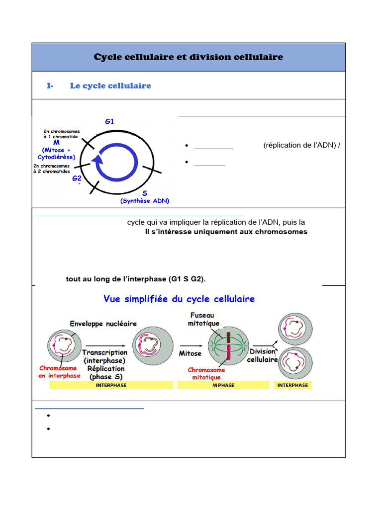 Cycle et régulation de la division cellulaire | PDF | Mitose | Cycle ...