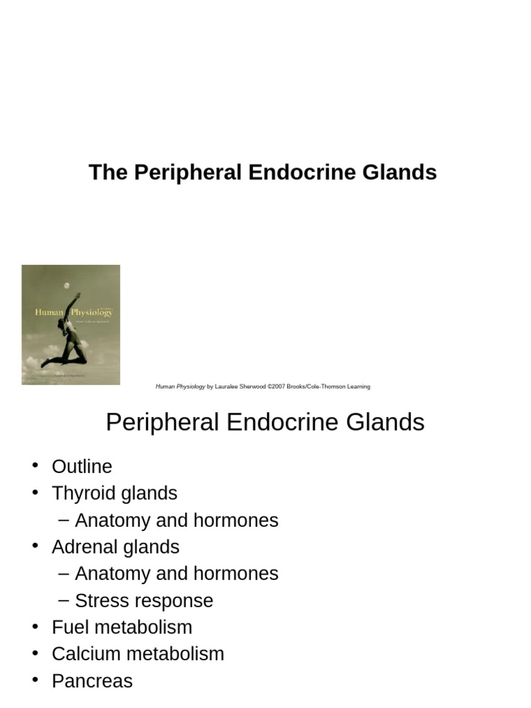 Peripheral Endocrine Glands Overview | PDF | Adrenal Gland | Thyroid