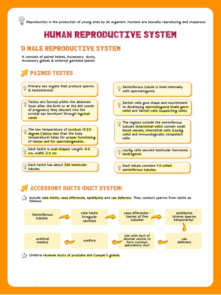Human Reproductive System Overview | PDF | Menstrual Cycle | Testicle