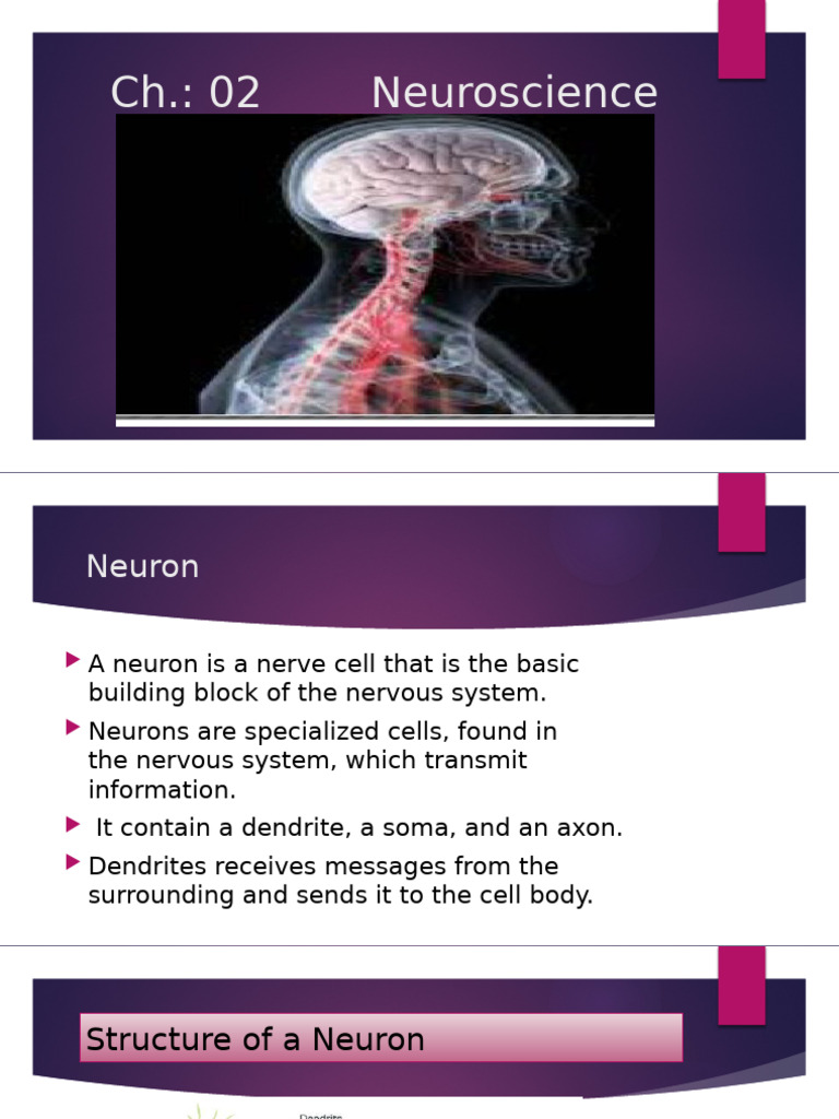 Lecture 02 Neuroscience and Behavior | PDF | Nervous System | Human Body