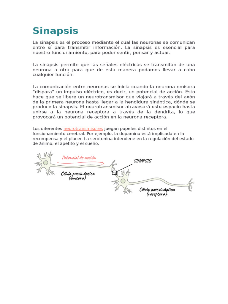 Proceso de Sinapsis en Neuronas | PDF