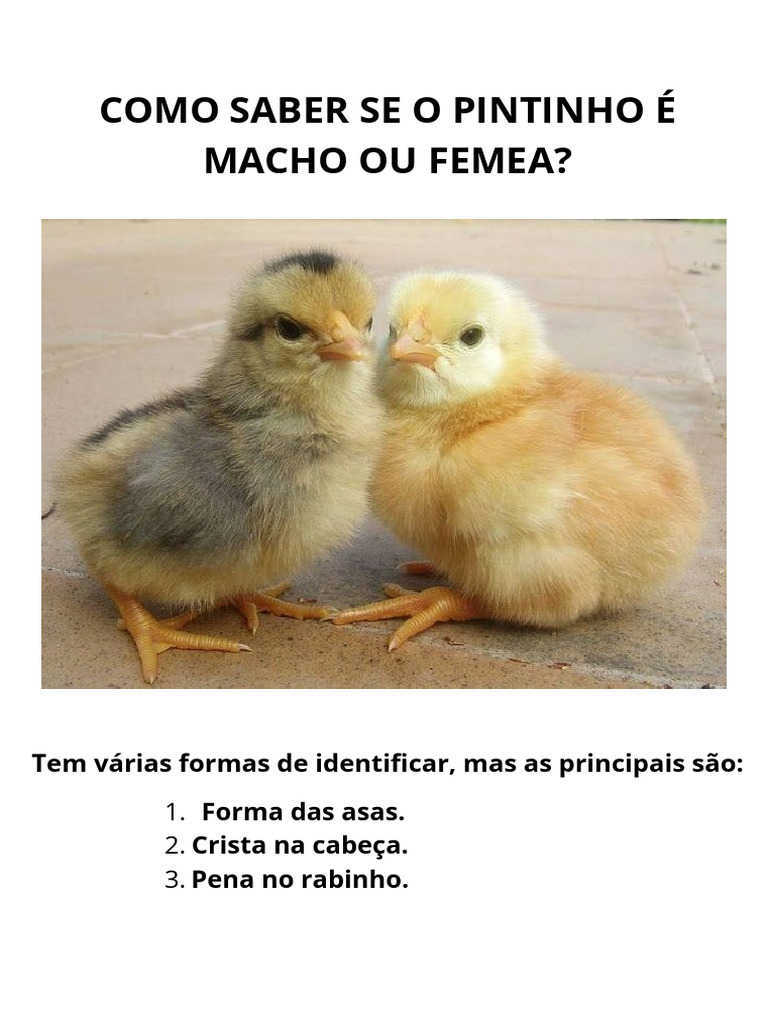 Identificação de Pintinhos: Macho ou Fêmea | PDF