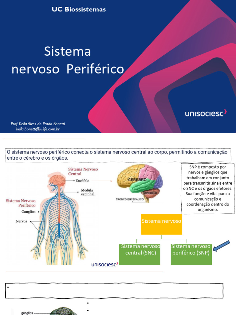 Estrutura e Função do Sistema Nervoso Periférico | PDF | Nervo ...