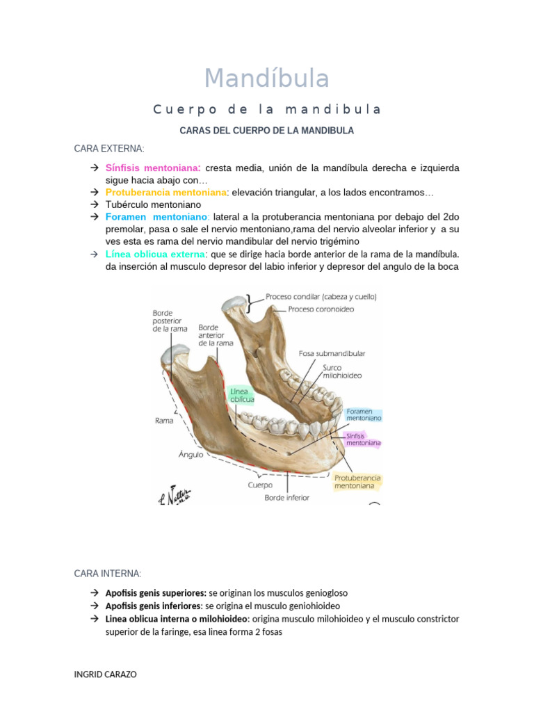 MANDIBULA_PRIMER PARCIAL | PDF | Anatomía humana | Cabeza y cuello humanos