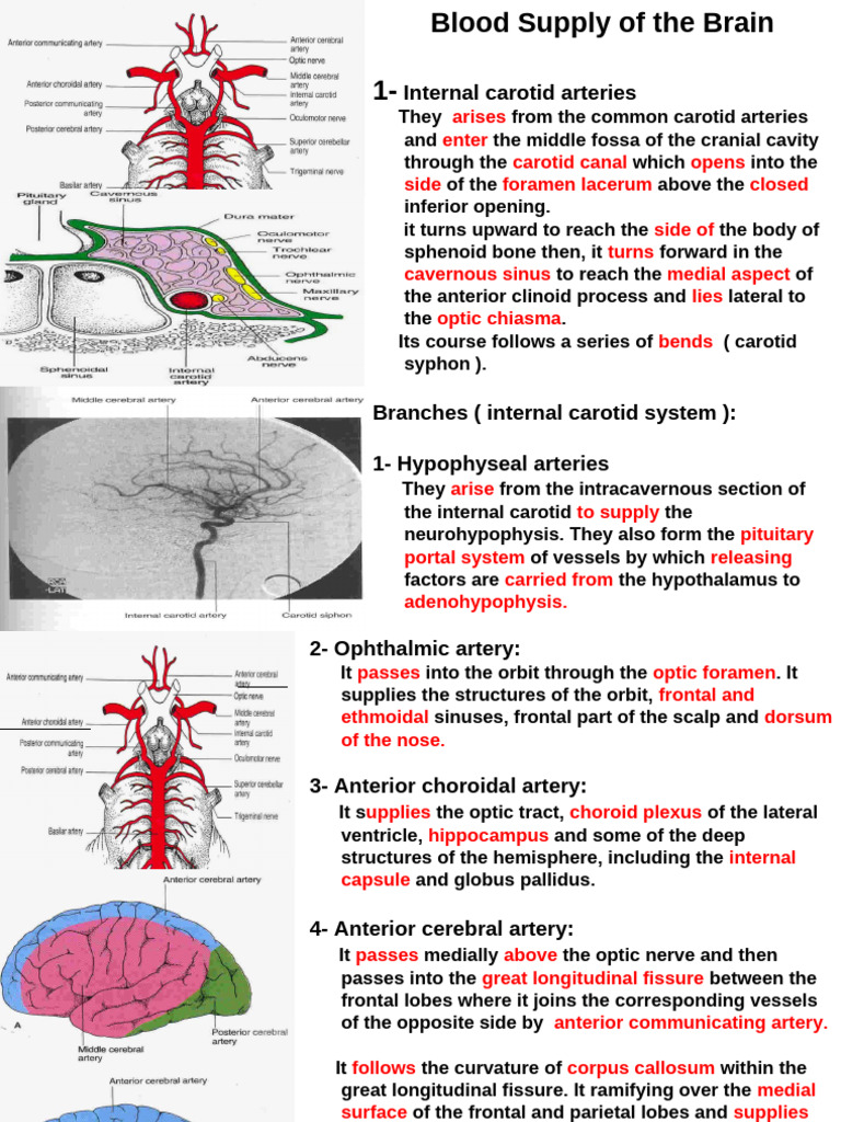 Brain Blood Supply Overview | PDF | Vein | Cerebrum