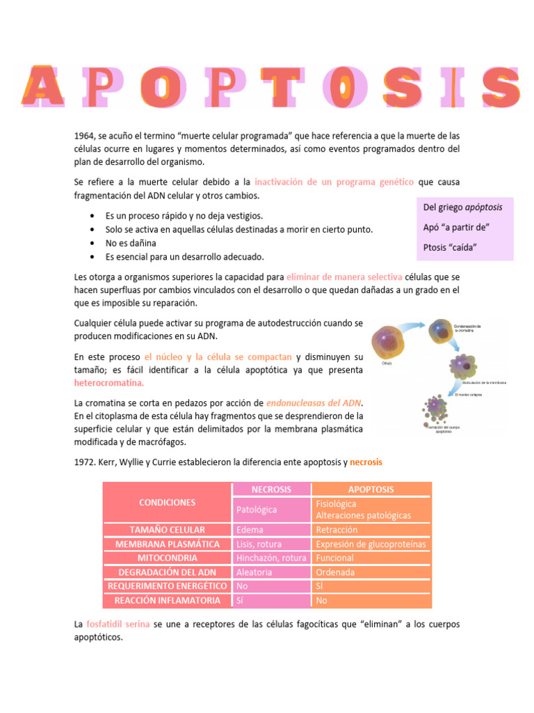 Muerte Celular Programada: Apoptosis y Envejecimiento | PDF | Apoptosis ...