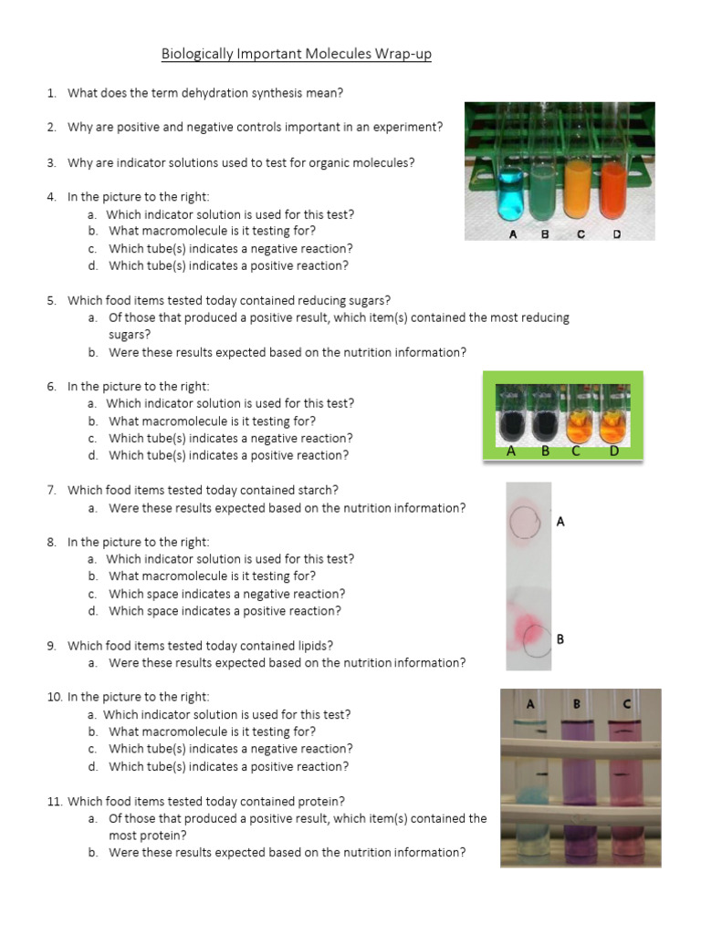 Biologically Important Molecules - Wrap Up | PDF
