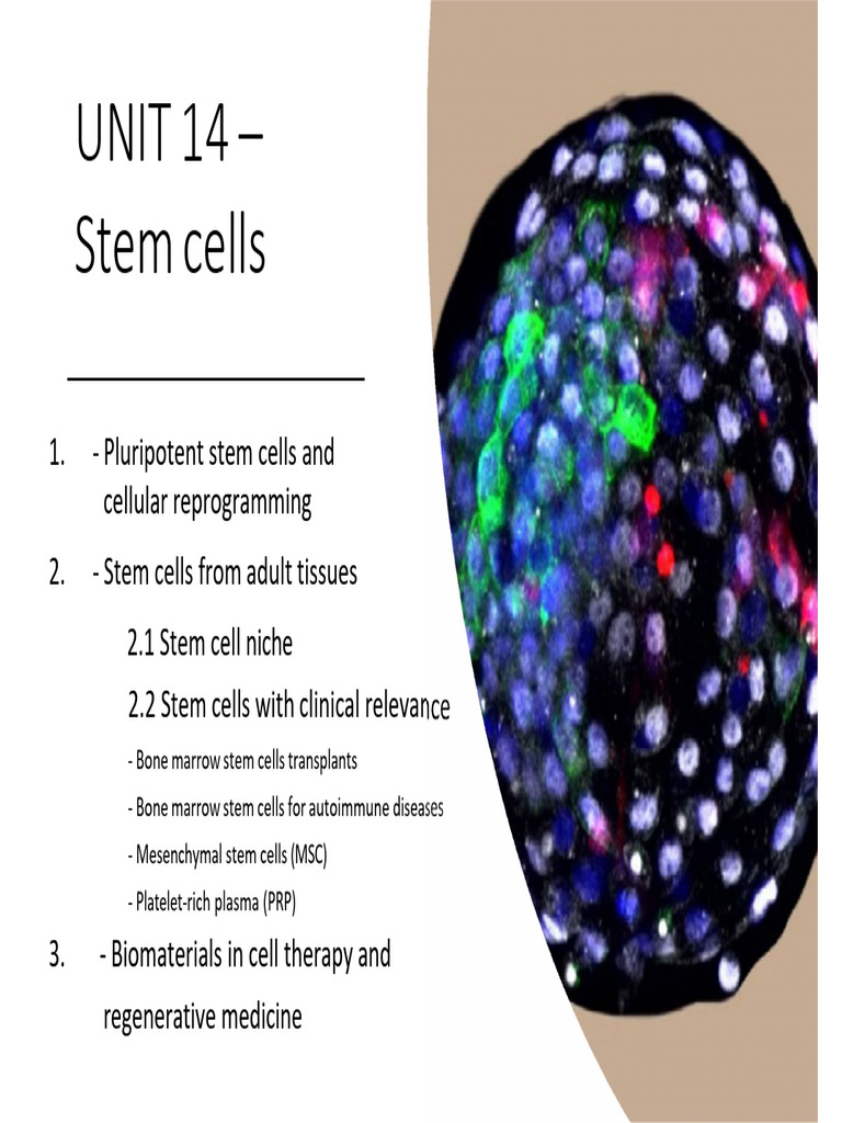 Stem Cells: Types and Applications | PDF | Cell Potency | Stem Cell