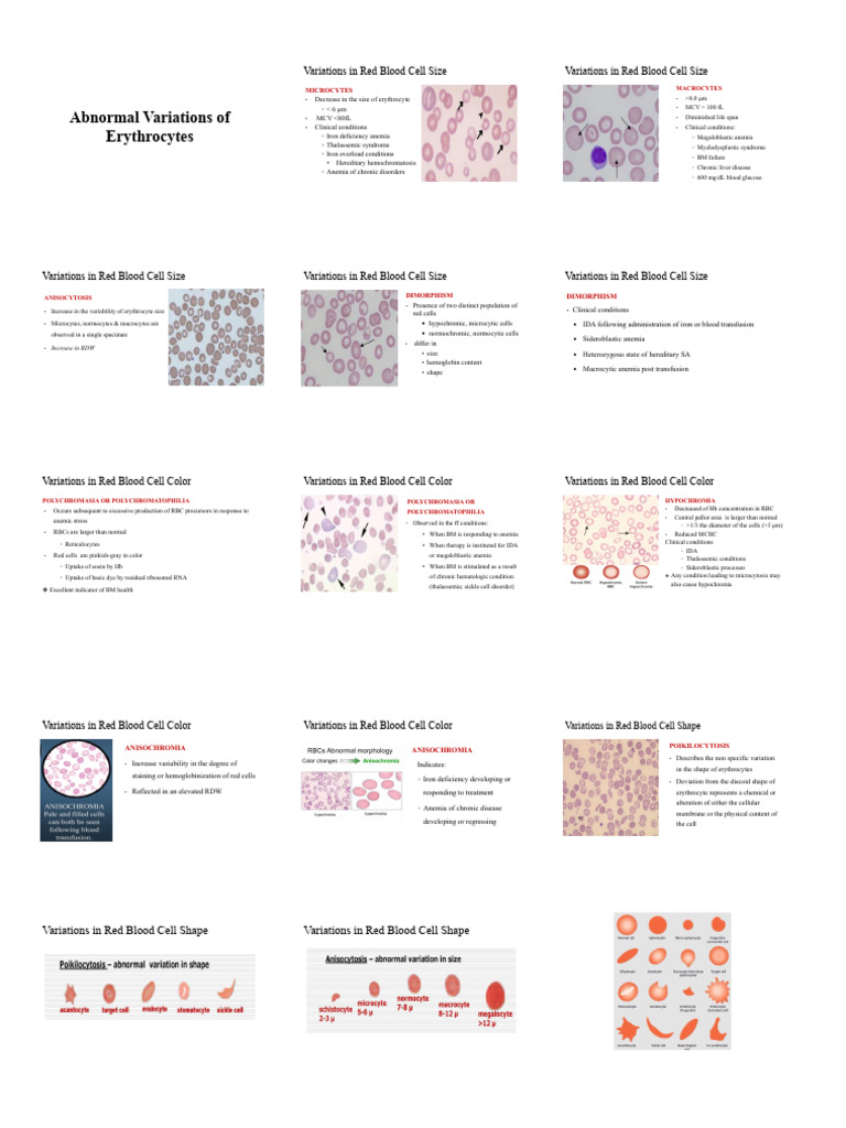 MERGED | PDF | Cell Membrane | Red Blood Cell