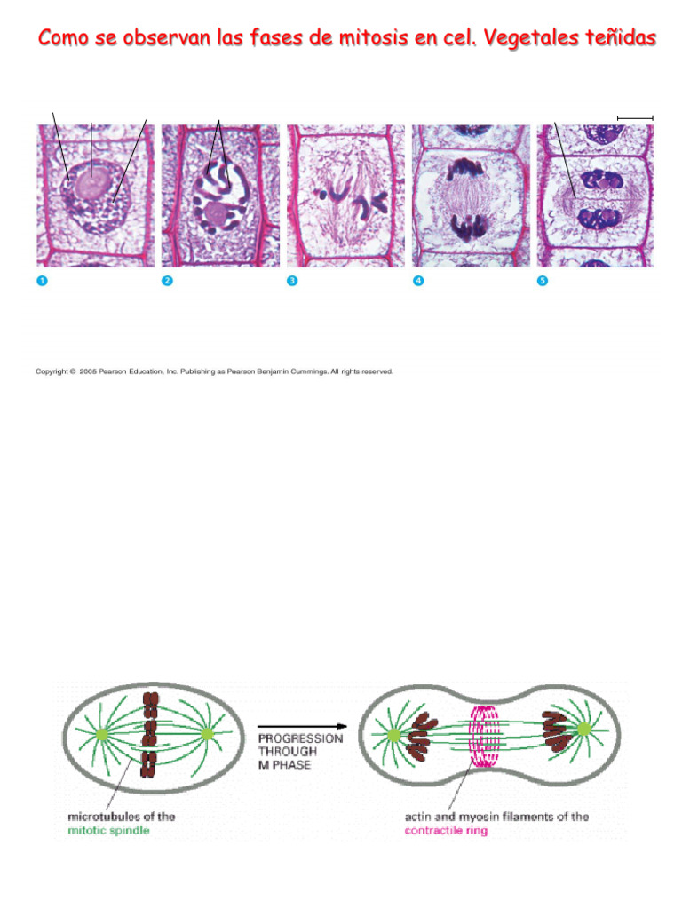 MITOSIS Apoyo prácticas 2020-21.doc | PDF | Mitosis | Cellular Processes
