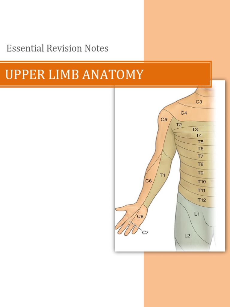 Upper Limb Anatomy Revision Notes | PDF | Arm | Elbow