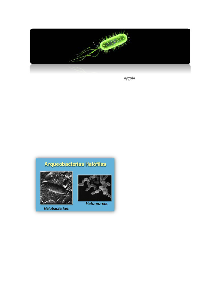 Arqueas: Procariotas y su Importancia | PDF | Archaea | Las bacterias