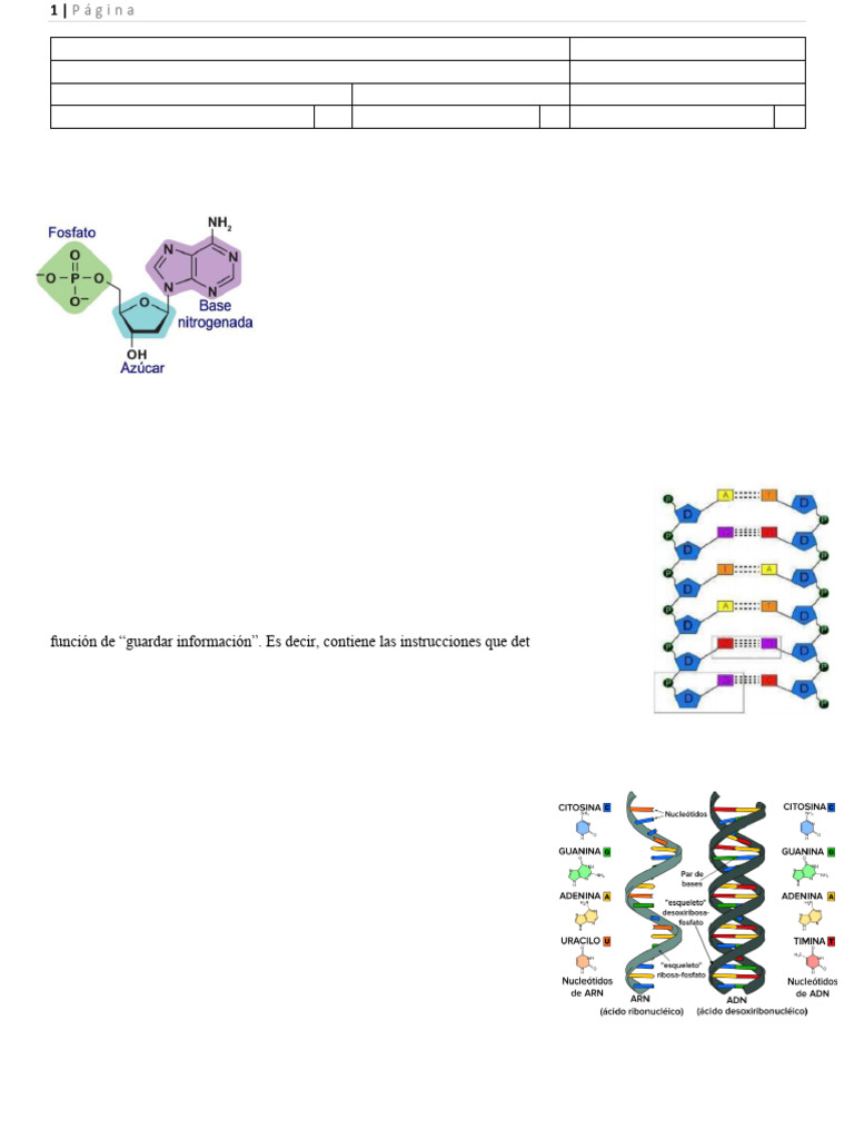 Guía sobre Ácidos Nucleicos y Funciones | PDF | Adn | Rna