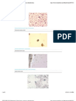 STUDYBLUE - Flashcards - Final Exam Organism Identification