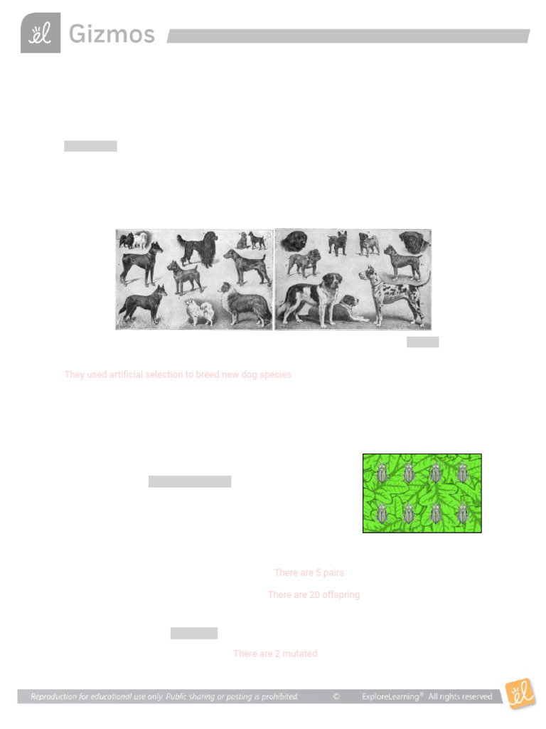 Kami Export - EvolutionNaturalArtificialSE | PDF | Natural Selection ...