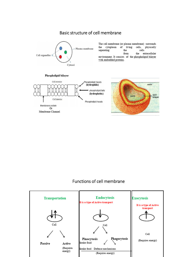 Cell Membrane Structure and Functions | PDF | Cell Membrane | Cell ...