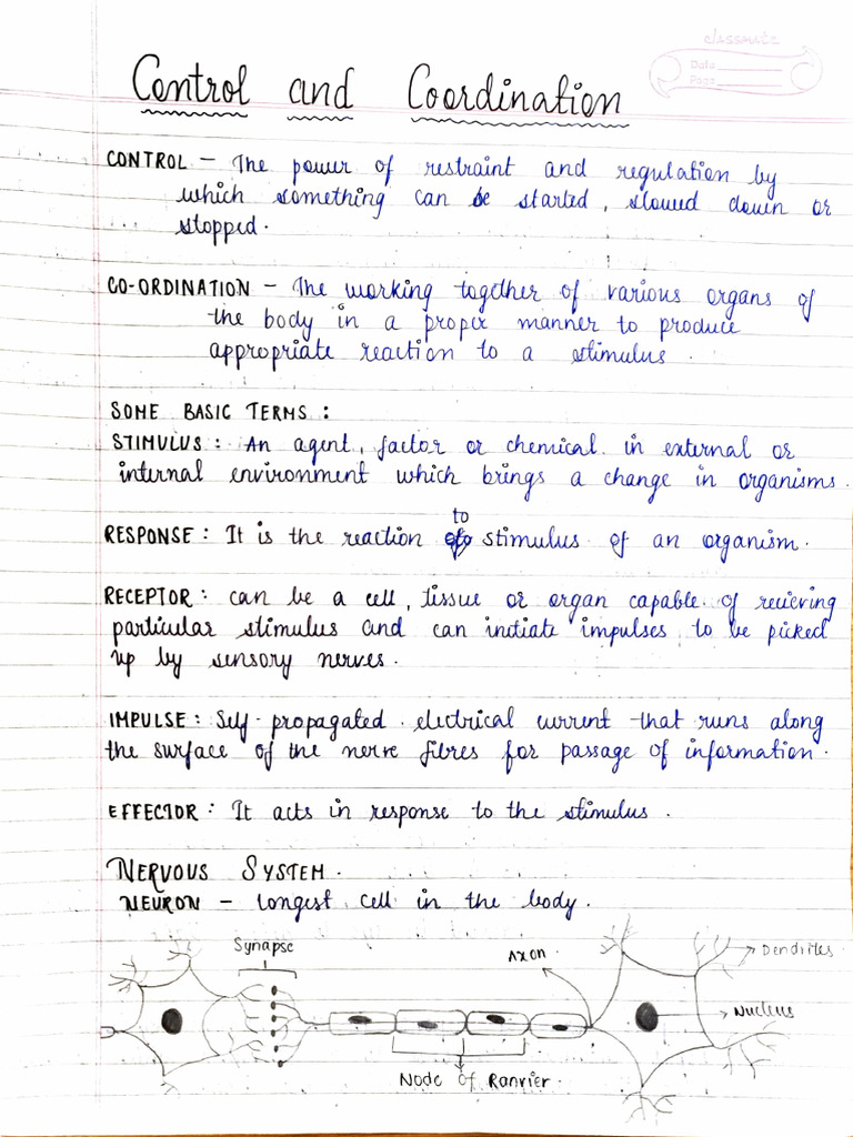 Control and Coordination 10 | PDF | Central Nervous System | Nerve
