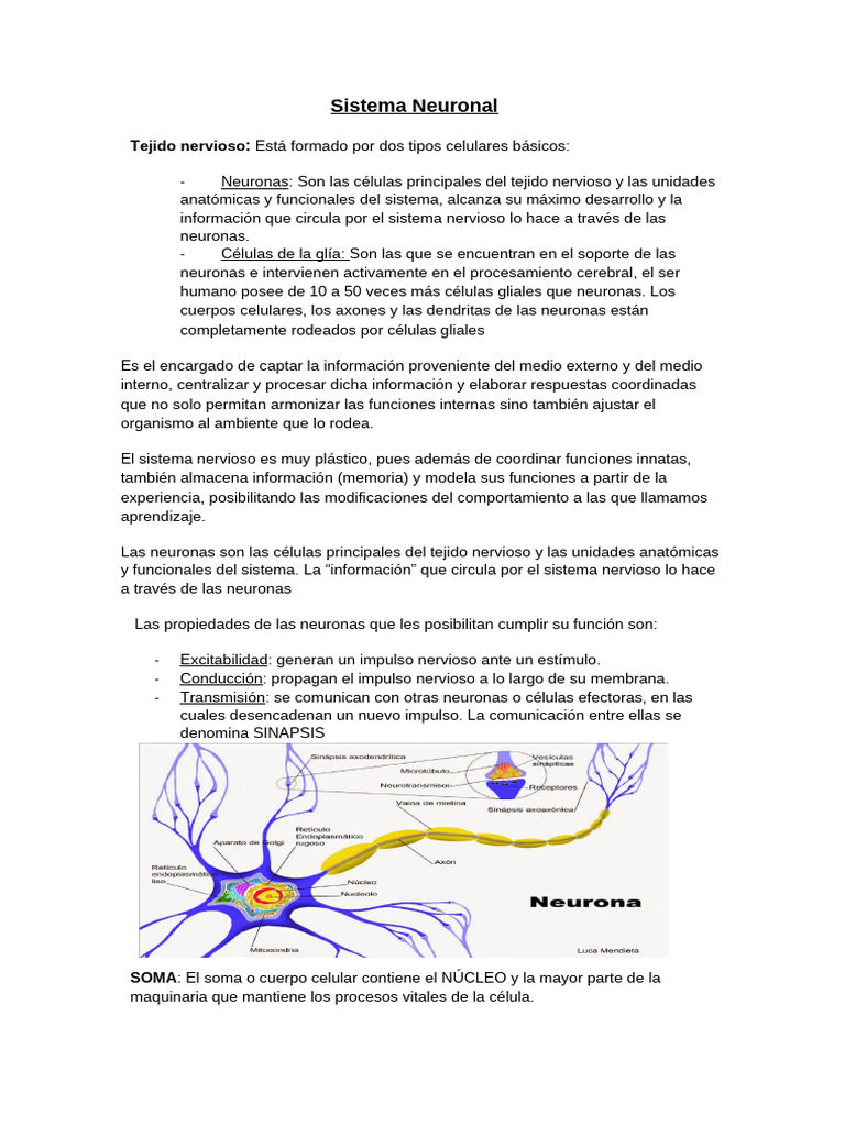 Resumen Parcial N°2 Farmaco | PDF | Neurona | Potencial de acción