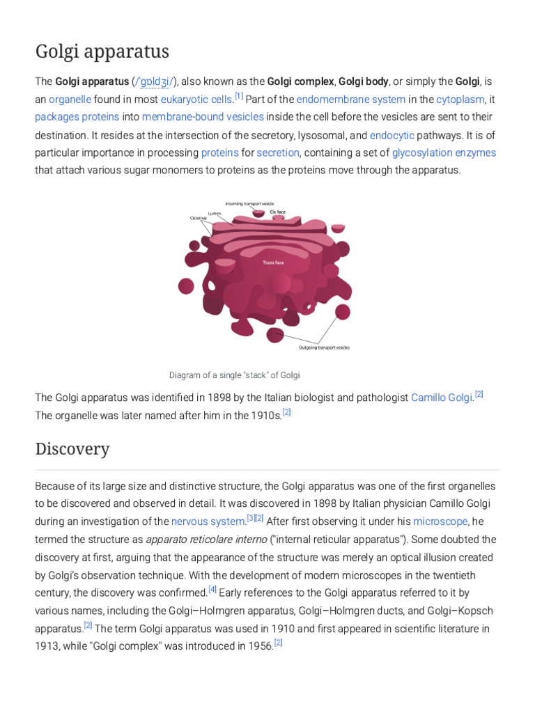 Overview of the Golgi Apparatus | PDF | Endoplasmic Reticulum | Cell ...