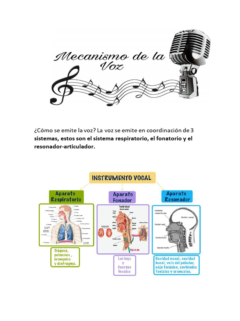Mecanismo de La Voz | PDF | Respiración | Sistema respiratorio