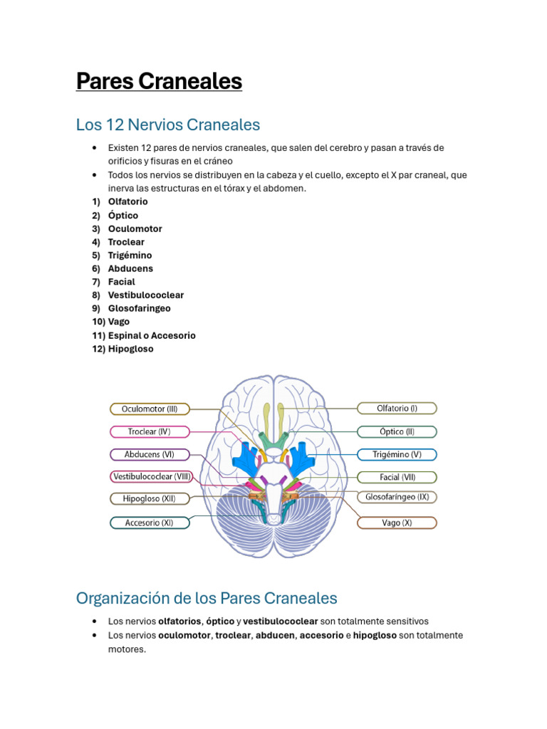 Neuro 3er Parcial Resumen FULL | PDF | Nervio vago | Sistema nervioso