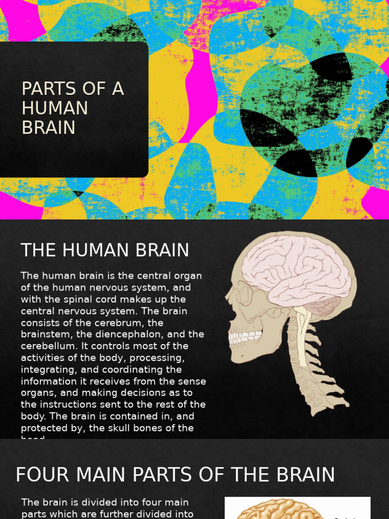 Parts of the Human Brain Explained | PDF | Brainstem | Cerebrum