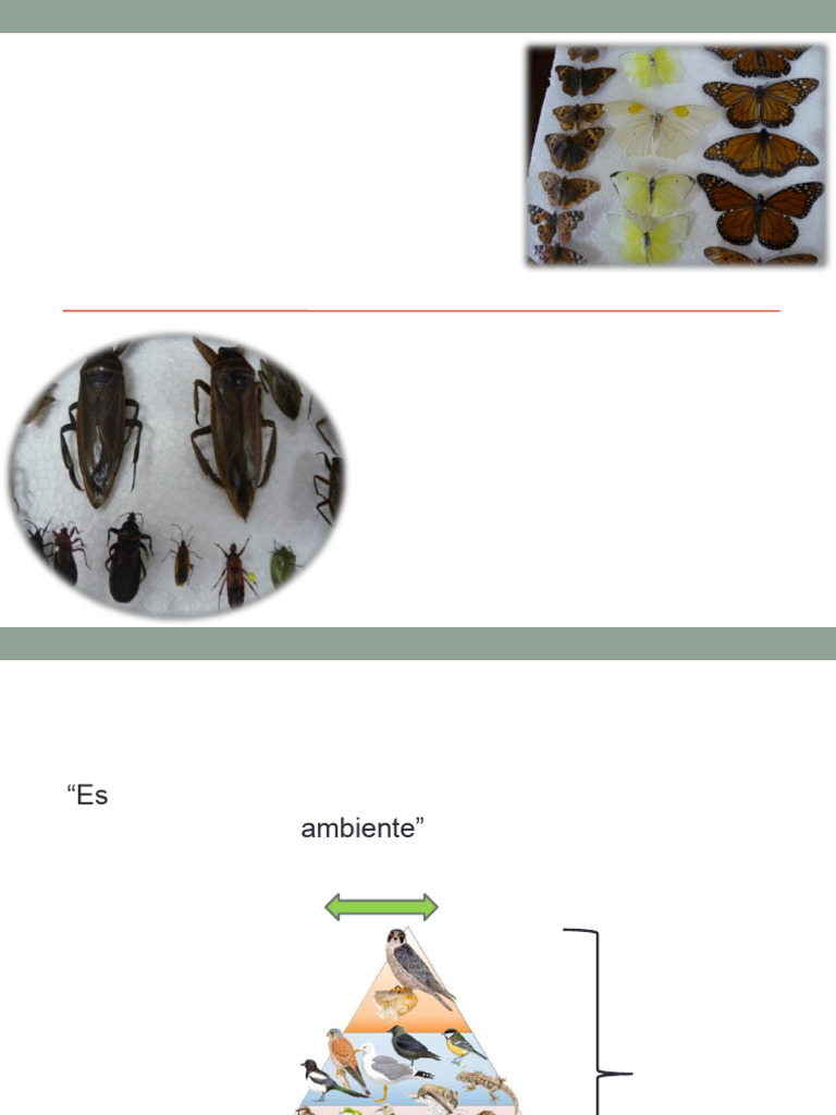 Ecología de Insectos y su Entorno | PDF | Ecología | Insectos