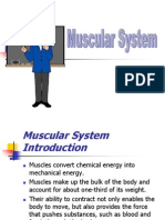 Sistem Otot Muskular 2 (Muscular System)