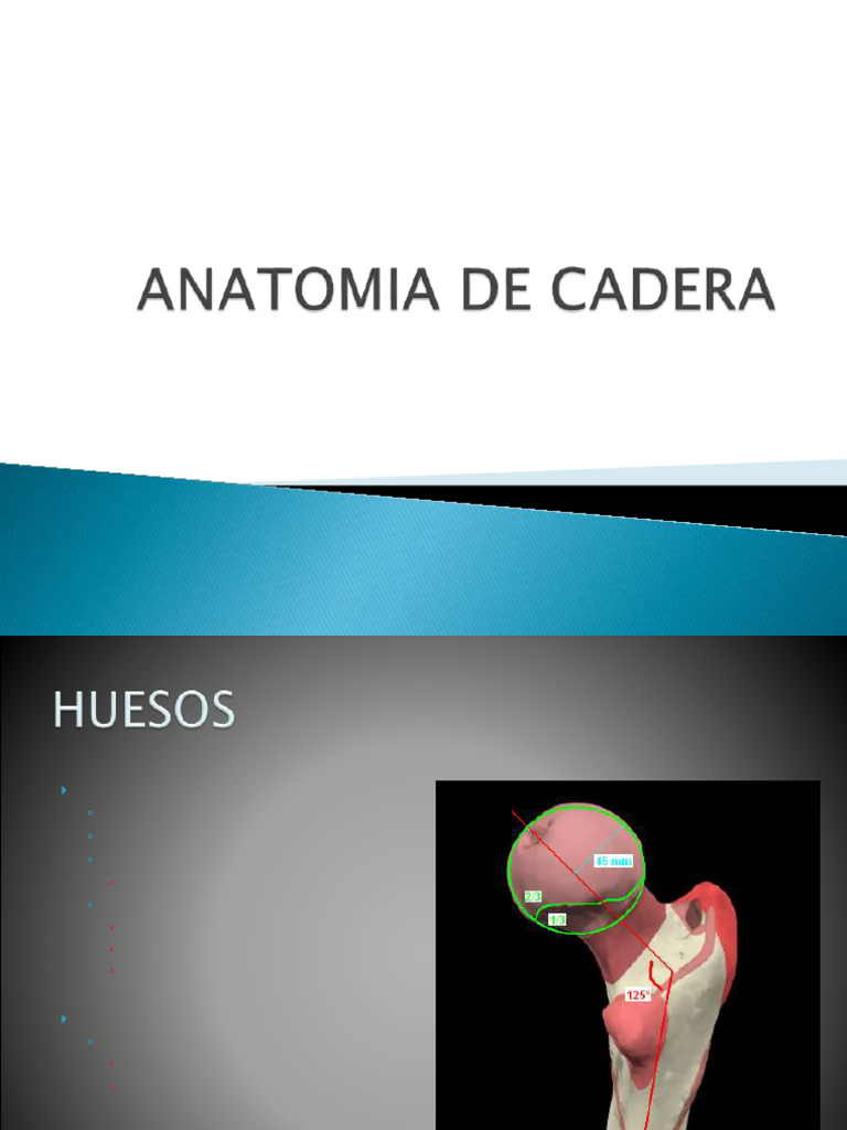 Anatomia de La Cadera | PDF | Cadera | Extremidades (anatomía)