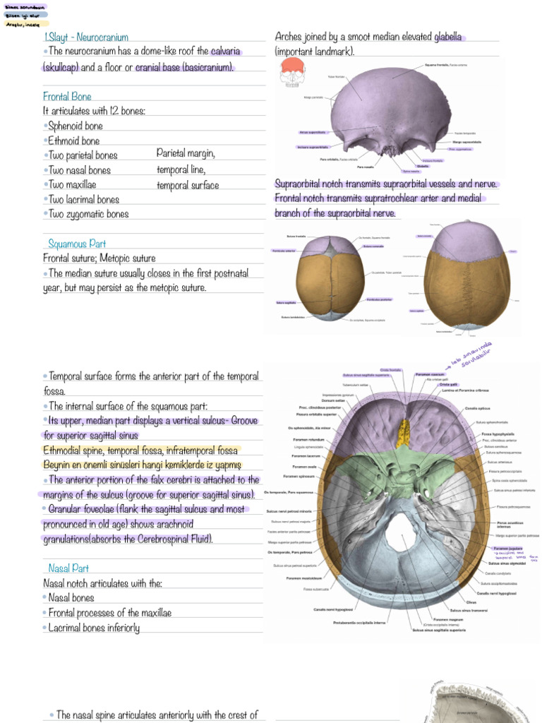 Temporal Lines and Juga Cerebralia | PDF | Human Nose | Skeletal System
