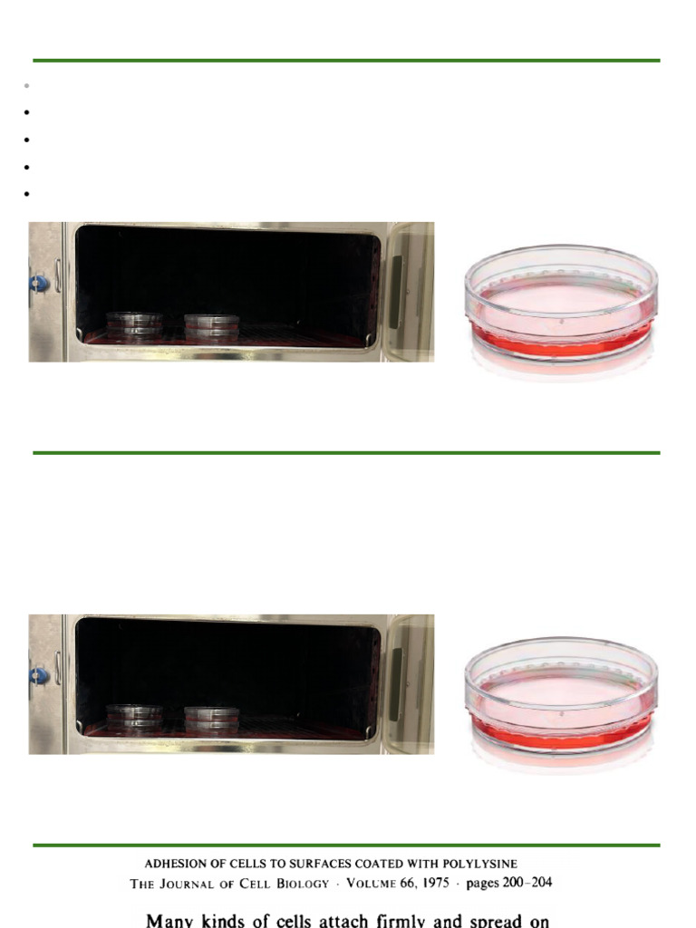 2D Cell Culture Techniques Guide | PDF | Cell Adhesion | Extracellular ...