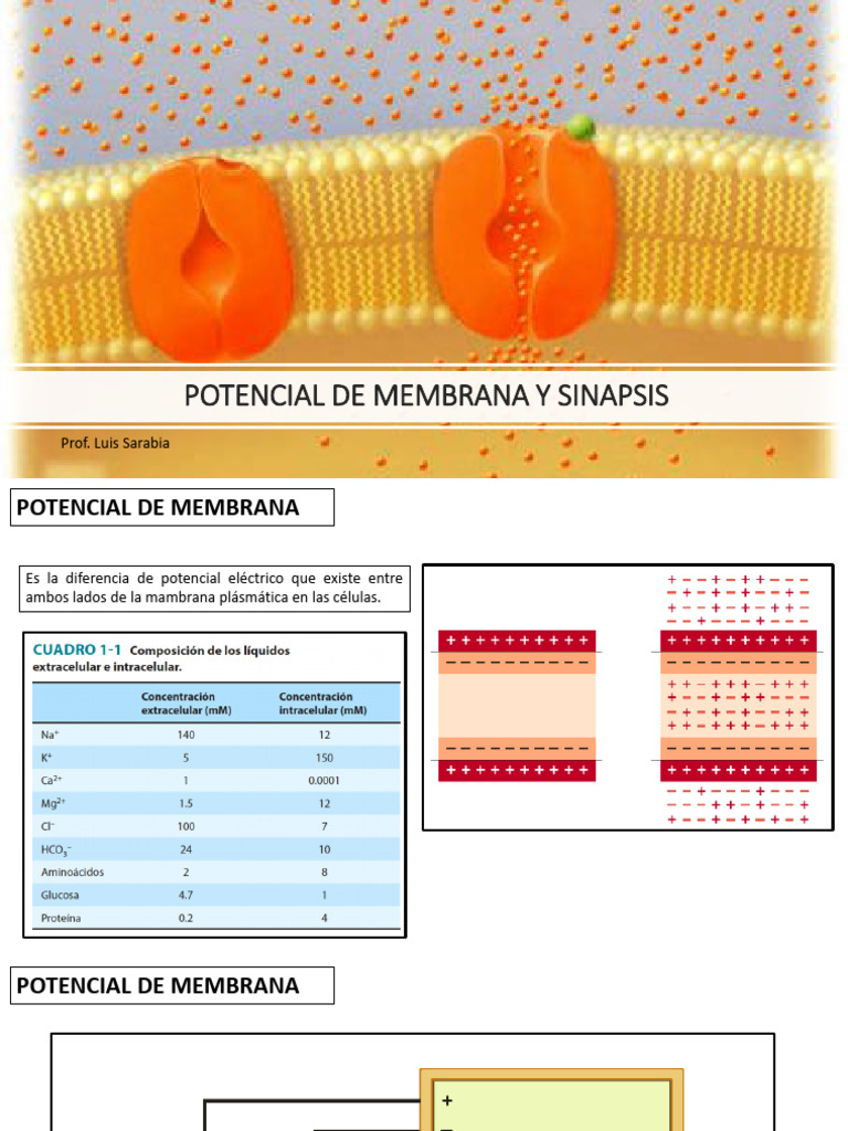 CLASE 4. - NERVIOSO 2 Potencial de Membrana y Sinapsis 2025 | PDF