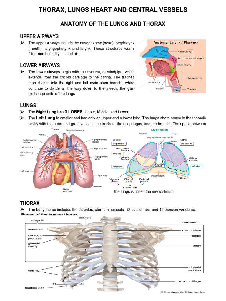Thorax and Lung Anatomy Assessment Guide | PDF | Respiratory Tract | Lung