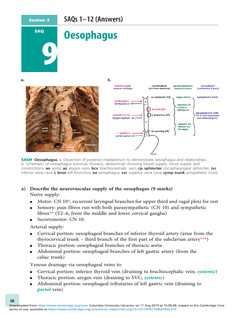 Oesophagus Anatomy and Function | PDF | Esophagus | Vein