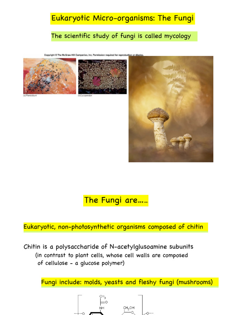 LIFS 3060 The Fungi+Protozoa 2025 | PDF | Protozoa | Fungus