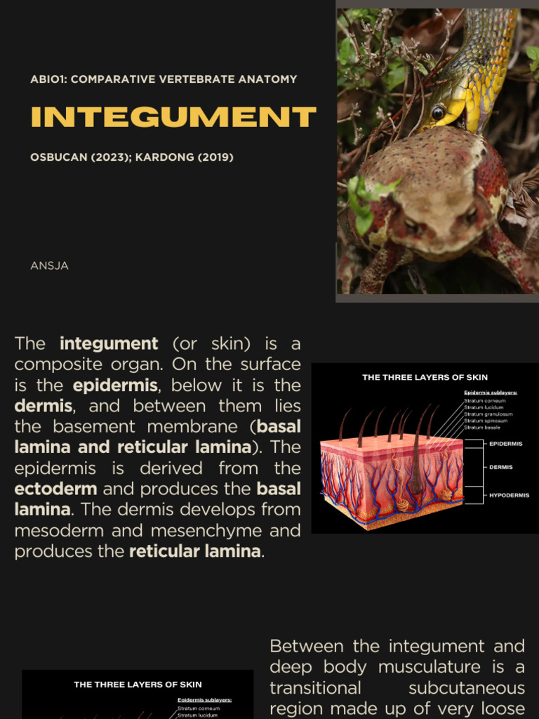 Keratinization in Integument Structure | PDF | Skin | Integumentary System