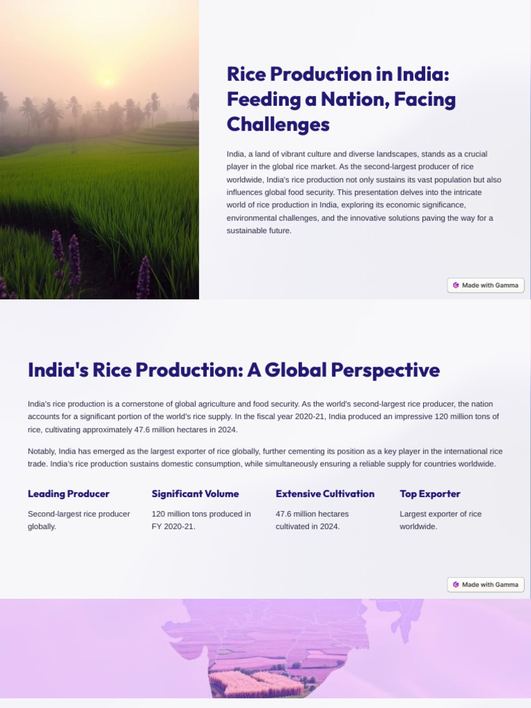 India's Rice Production: Challenges & Solutions | PDF | Agriculture | Rice