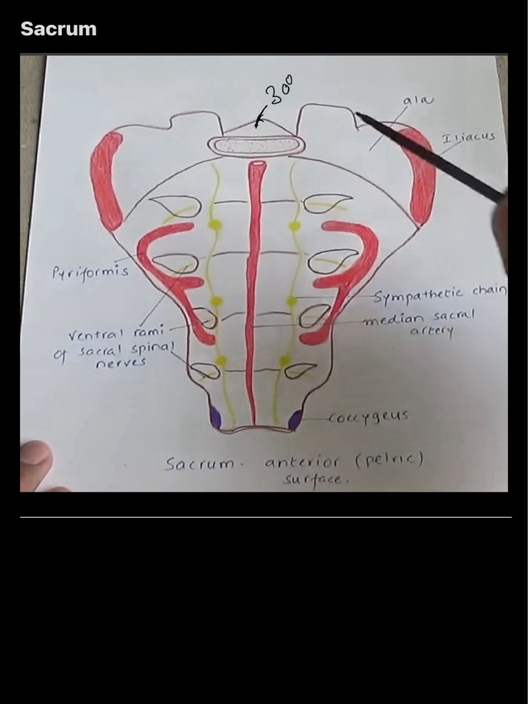 Sacrum 2 | PDF