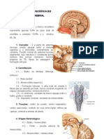 Anatomia Macroscopic A Do Tronco Encefalico