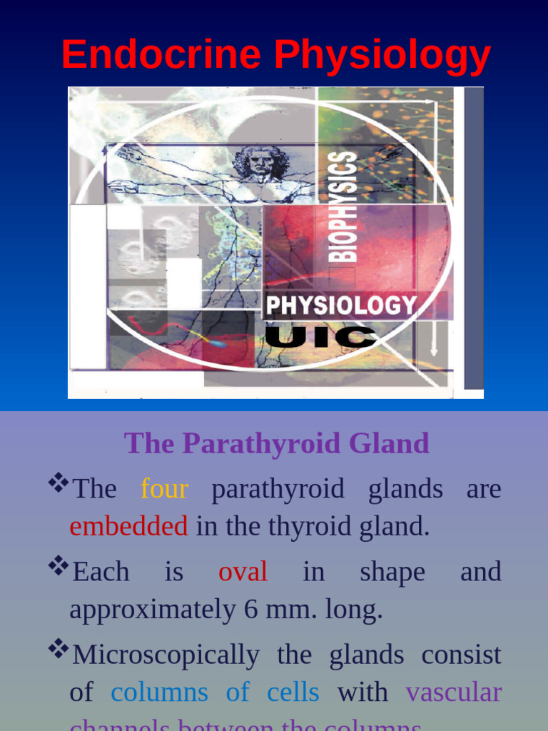 Endocrine Physiology | PDF | Bone | Osteoblast