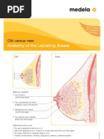 Download Handout Breast Anatomy by Juan Pablo Serna SN85355490 doc pdf