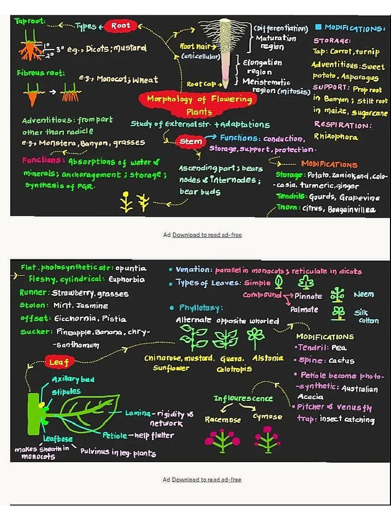 Morphology of Flowering Plants | PDF