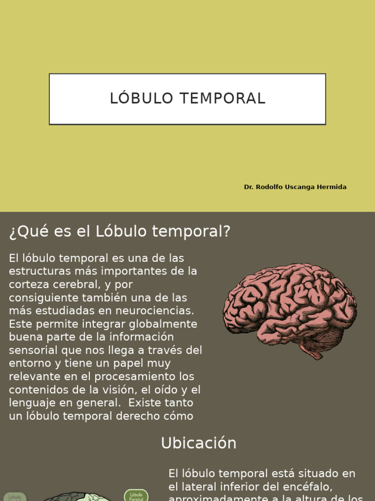 Funciones y Estructura del Lóbulo Temporal | PDF | Lóbulo temporal ...