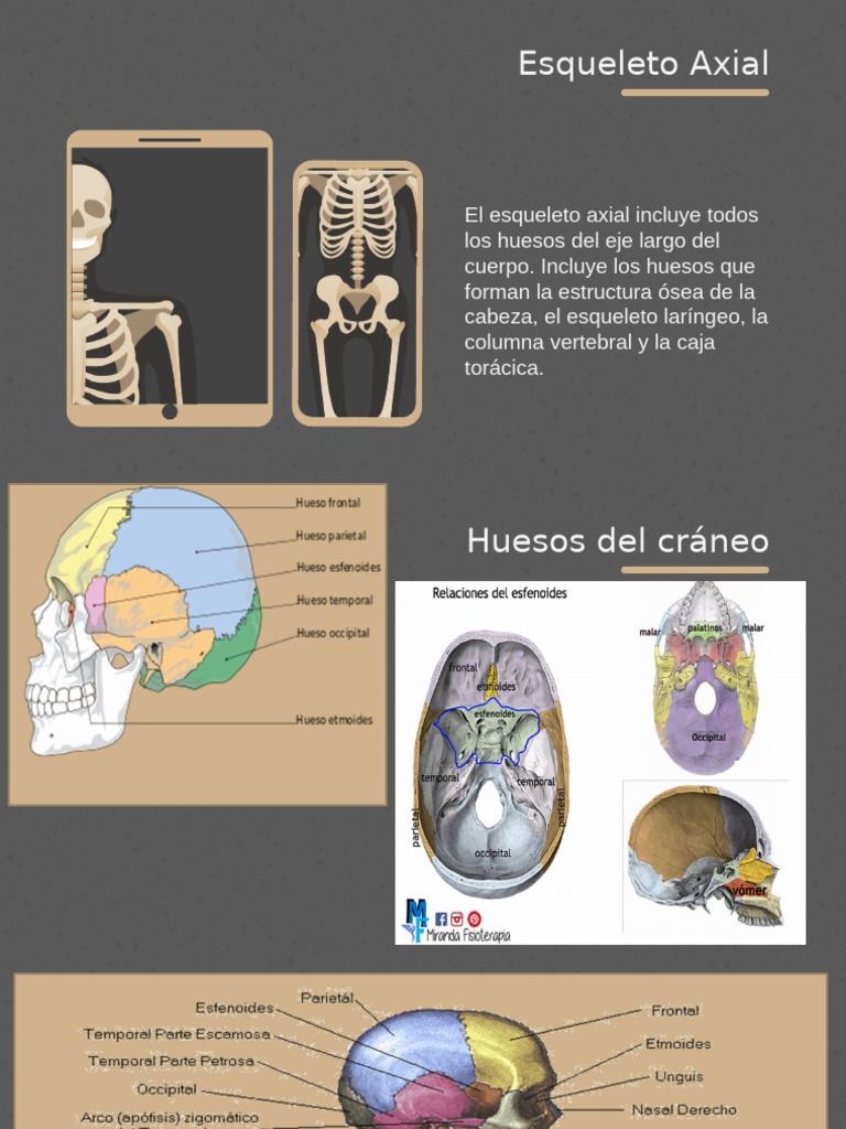 Estructura del Esqueleto Axial y Cavidades | PDF | La columna vertebral ...