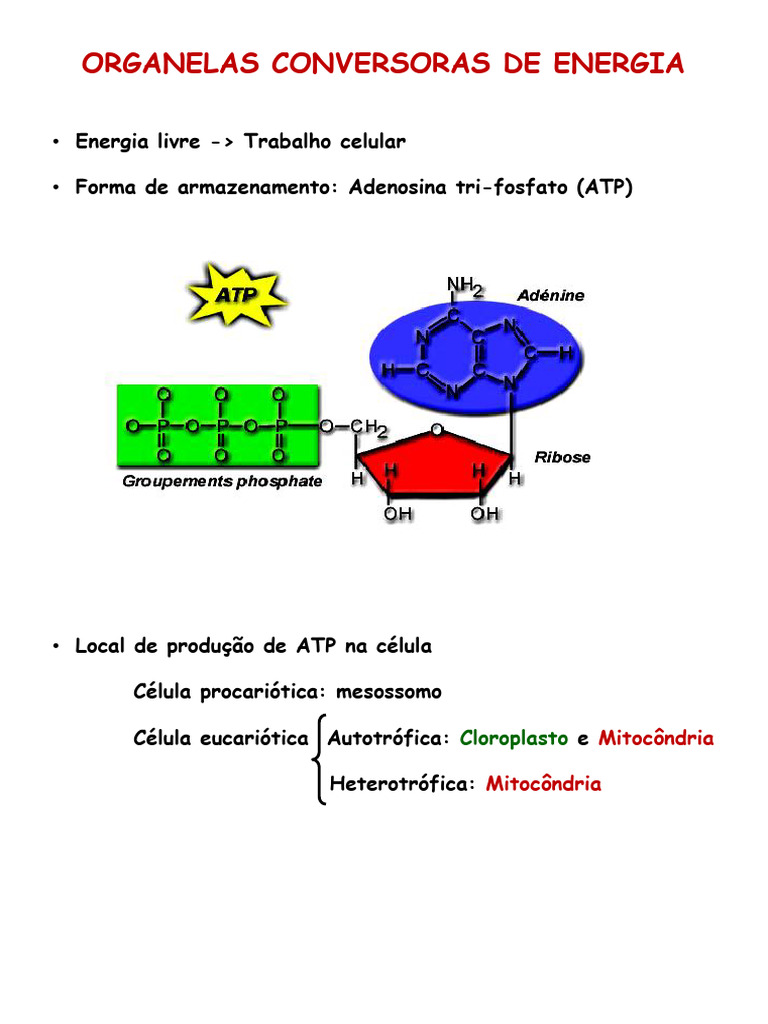 Organelas Energéticas: Mitocôndrias e Cloroplastos | PDF