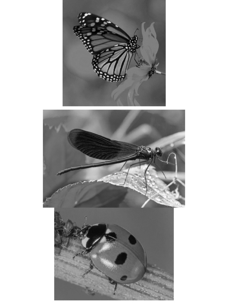 Insectos | PDF