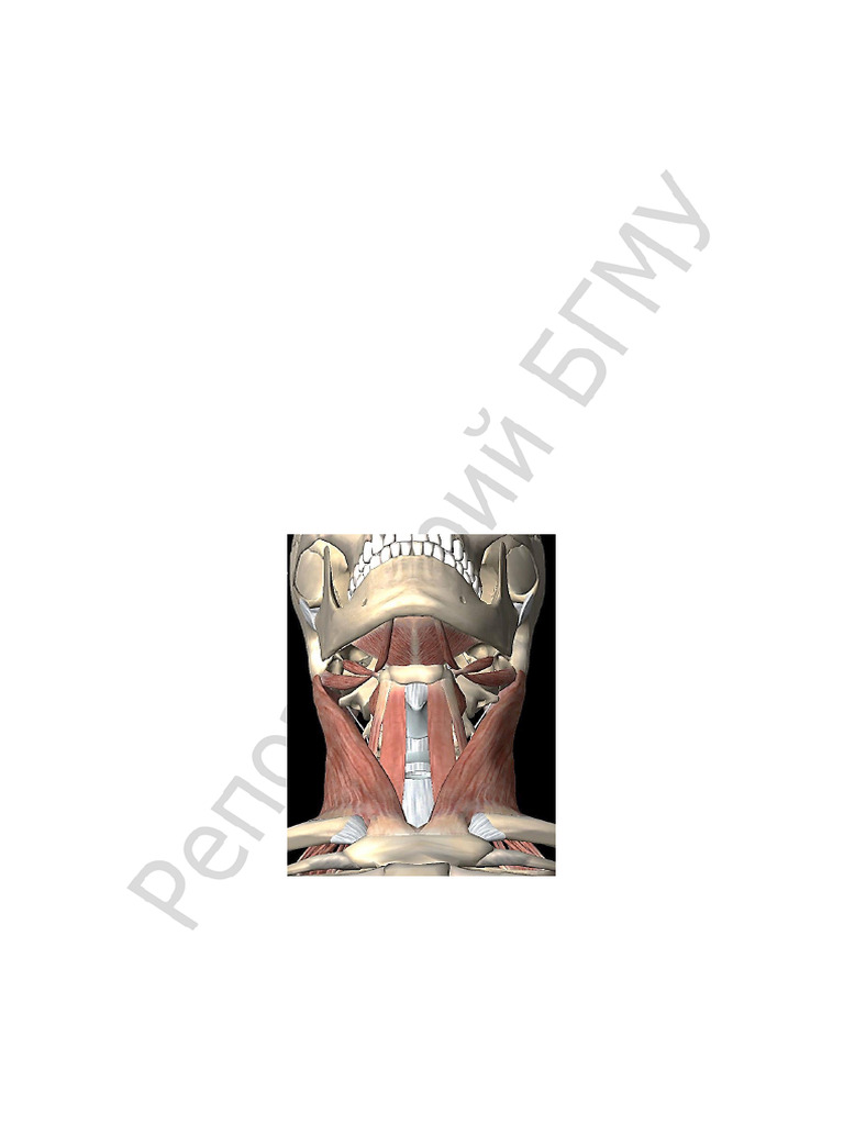 Neck and Shoulder Muscle Innervation | PDF | Neck | Common Carotid Artery