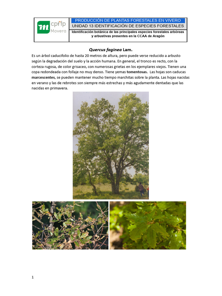 Quercus Faginea | PDF | Roble | Arboles