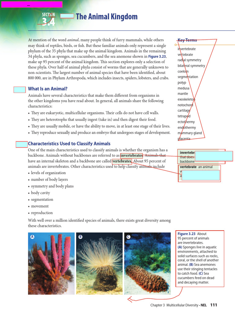 Understanding Animal Kingdom Diversity | PDF | Mollusca | Fish