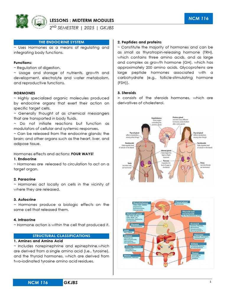 Endocrine System Overview and Functions | PDF | Adrenal Gland ...